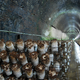 Image for article titled Why a Small Pennsylvania Town Is the Mushroom Capital of the World